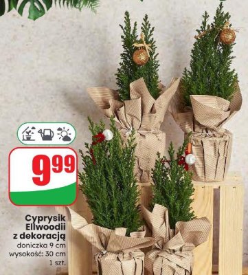 Cyprysik Ellwoodii z dekoracją 9 cm promocja w Dino