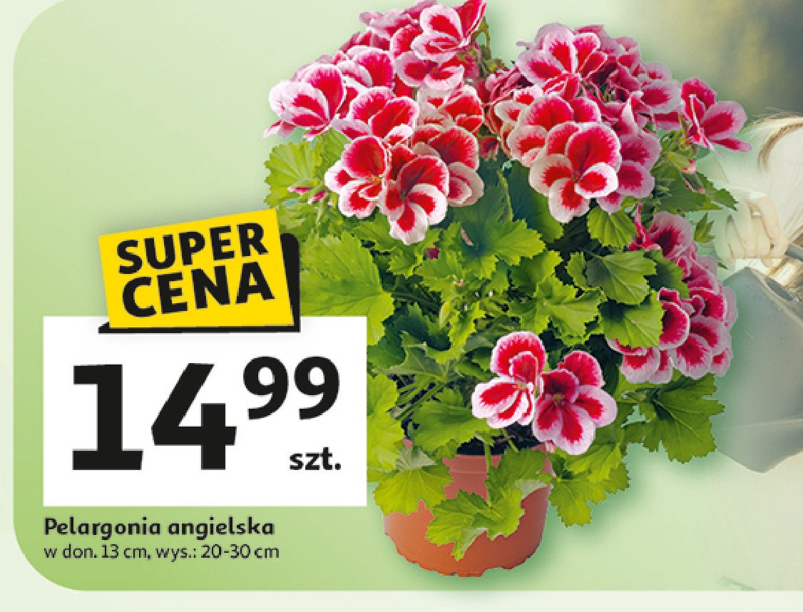 Pelargonia angielska promocja