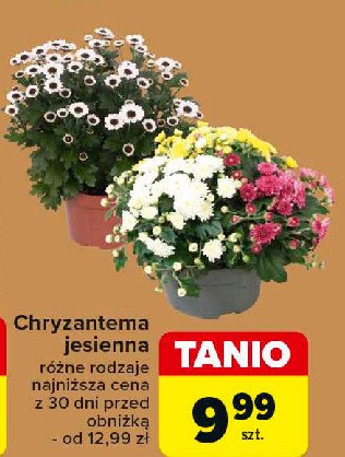 Chryzantema jesienna promocja w Carrefour