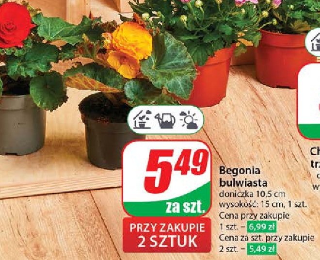 Begonia bulwiasta promocja
