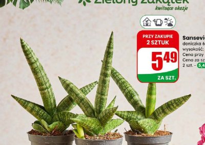 Sansevieria doniczka 6 cm promocja w Dino