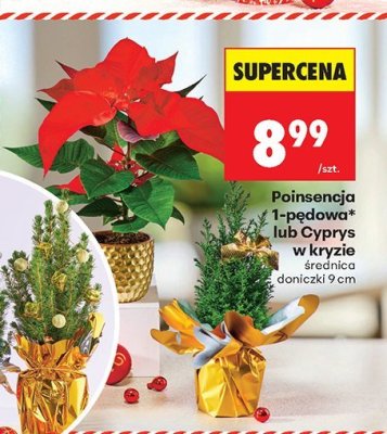 Od poniedziałku, Z ladą tradycyjną, strona 29 promocja w Biedronka