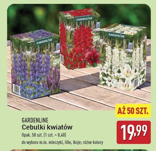 Mieczyki GARDEN LINE promocja