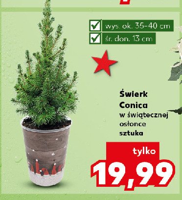 Świerk conica promocja w Kaufland