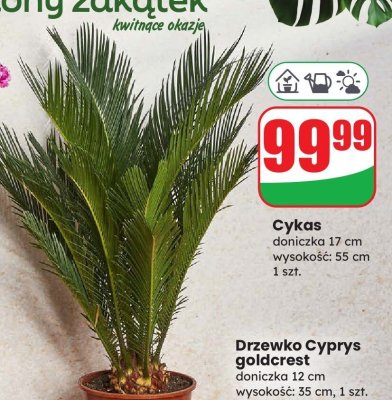 Drzewko Cyprys goldcrest doniczka 12 cm promocja w Dino