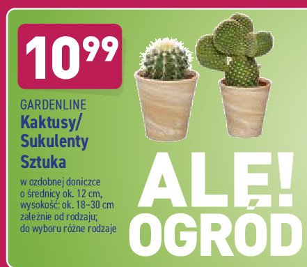 Sukulenty 12 cm promocja w POLOmarket