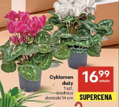 Cyklamen duży promocja w Delikatesy Centrum