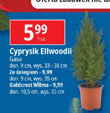 Cyprys ellwoodii 9 cm ze śniegiem Gasa group promocja