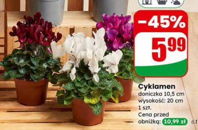 Cyklamen doniczka 10,5 cm promocja w Dino
