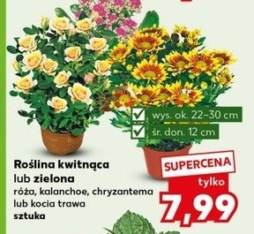 Róża 12 cm promocja