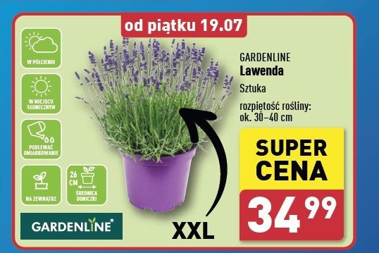 Lawenda xxl GARDEN LINE promocja