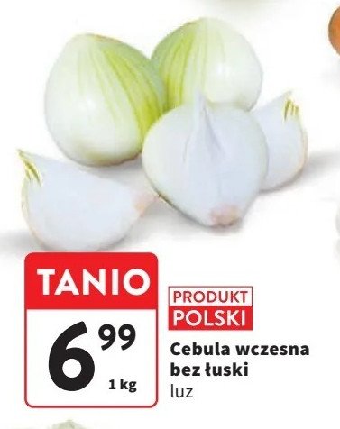 Cebula wczesna polska promocja