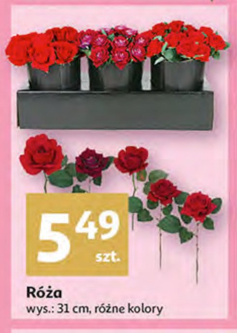Róża 31 cm promocje