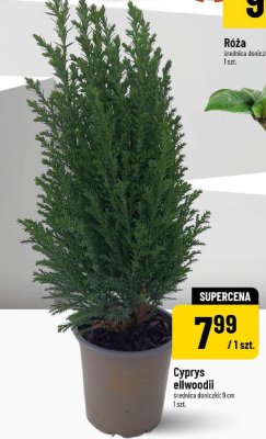 Cyprys ellwoodii średnica doniczki 9 cm 1 szt. promocja w POLOmarket