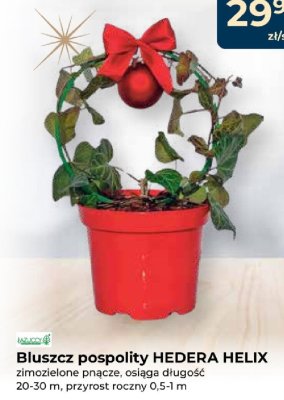 Bluszcz pospolity HEDERA HELIX promocja w PSB Mrówka