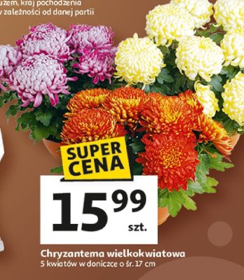 Chryzantema wielkokwiatowa 5 kwiatów w doniczce Auchan promocja