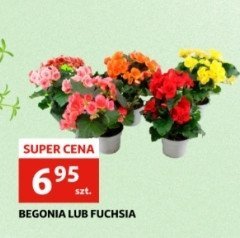 Fuksja promocja