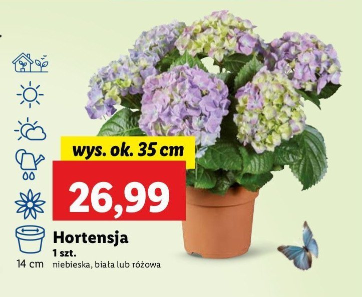 Hortensja niebieska promocja