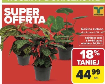 Roślina zielona doniczkowa Ø 19 cm promocja w Carrefour