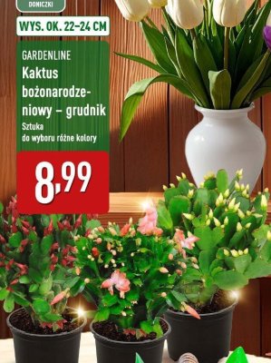 Kaktus bożonarodzeniowy – grudnik  promocja w Aldi