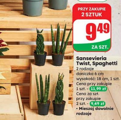Sansevieria Twist, Spaghetti 2 rodzaje doniczka 6cm wysokość 18cm promocja w Dino