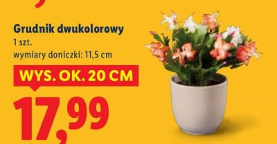 Grudnik dwukolorowy promocja w Lidl