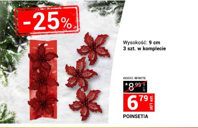 Poinsetia 3 szt. w komplecie promocja w Merkury Market