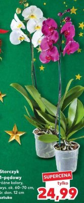Storczyk 1-pędowy różne kolory 12 cm promocja w Kaufland