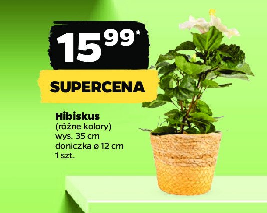 Hibiskus 艣r. don. 12 cm promocja