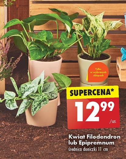 Epipreminum don. 11 cm promocja