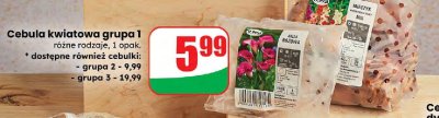 Cebulka kwiatowa grupa 1 różne rodzaje promocja w Dino