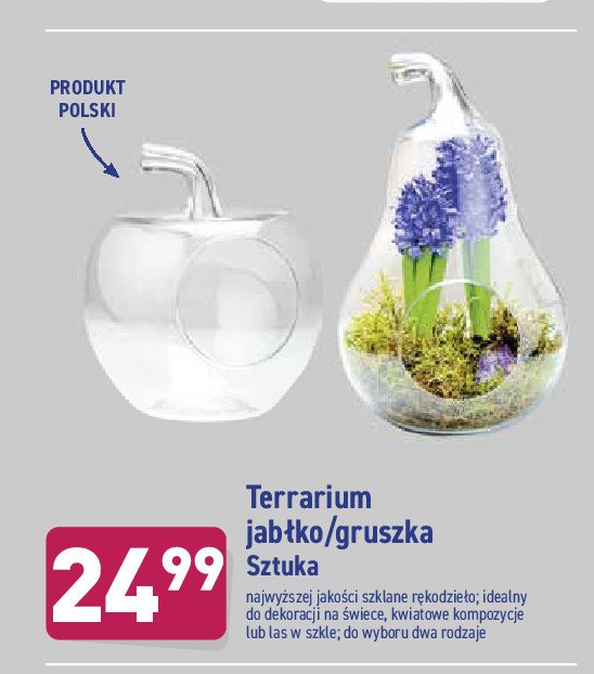 Terrarium jabłko promocja