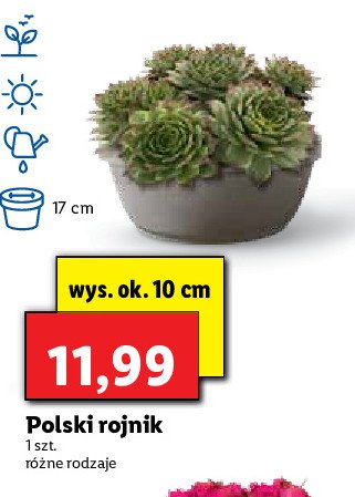 Rojnik polski promocja