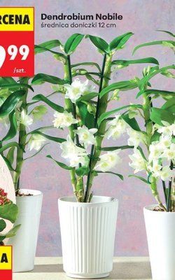Dendrobium Nobile promocja w Biedronka