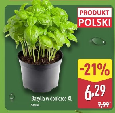 Bazylia w doniczce XL promocja w Aldi
