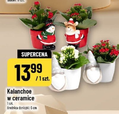 Kalanchoe w ceramice 1 szt. średnica doniczki: 6 cm promocja w POLOmarket