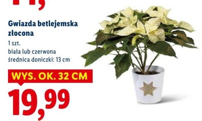 Gwiazda betlejemska złocona biała lub czerwona promocja w Lidl
