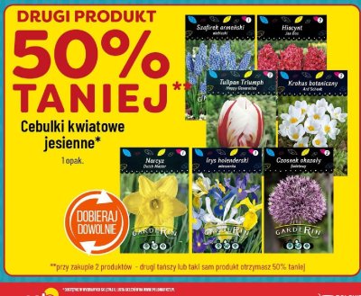 Hiacynt promocja w POLOmarket