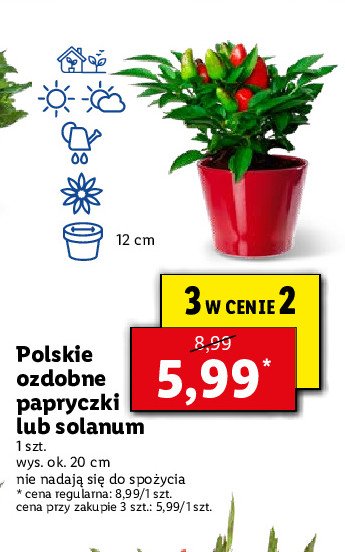 Solanum promocja