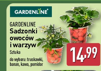 Banan GARDEN LINE promocja