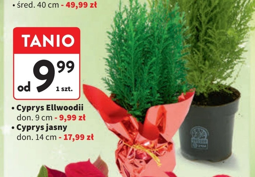 Cyprys ellwoodii promocja