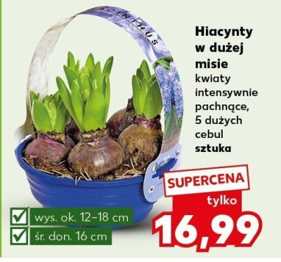 Hiacynty w dużej misie kwiaty intensywnie pachnące, 5 dużych cebul sztuka wys. ok. 12-18 cm śr. don. 16 cm Kaufland promocja w Kaufland