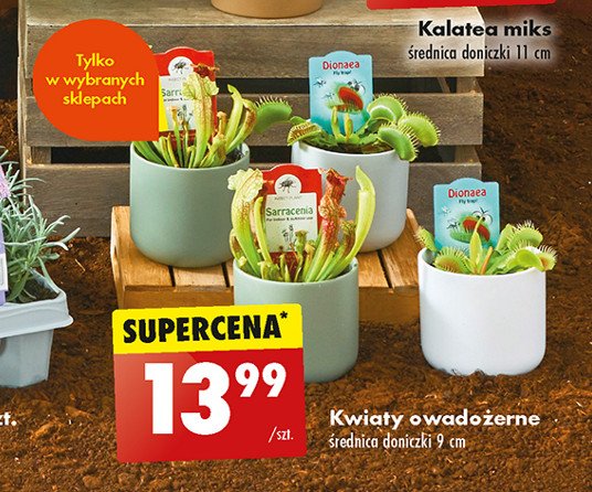 Kwiaty owado偶erne 9 cm promocja
