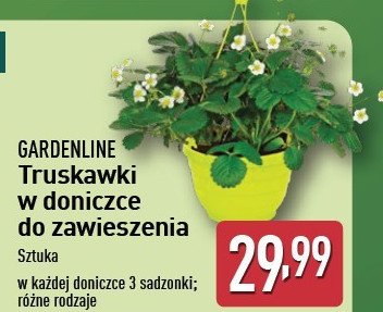 Truskawki w doniczce promocja w Aldi
