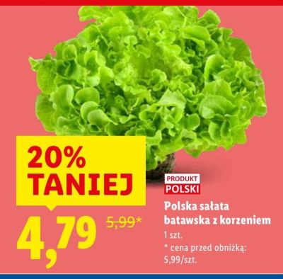 Polska sałata batawska z korzeniem promocja w Lidl