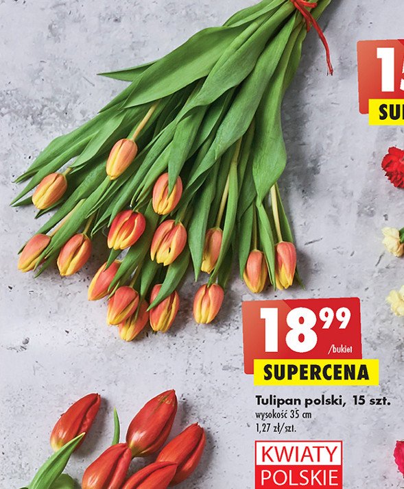 Tulipany polskie 35 cm promocja