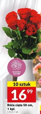 Róża cięta 50 cm, 1 kpl. promocja w Twój Market