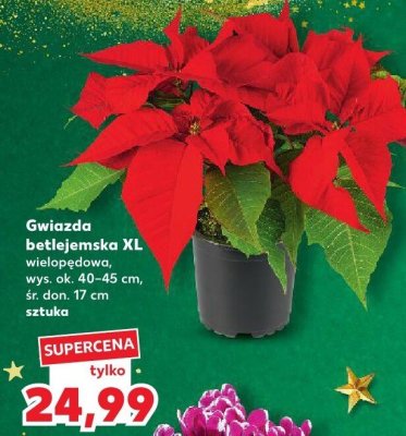 Gwiazda betlejemska XL wielopędowa wys. 40-45 cm, śr. don. 17 cm promocja w Kaufland