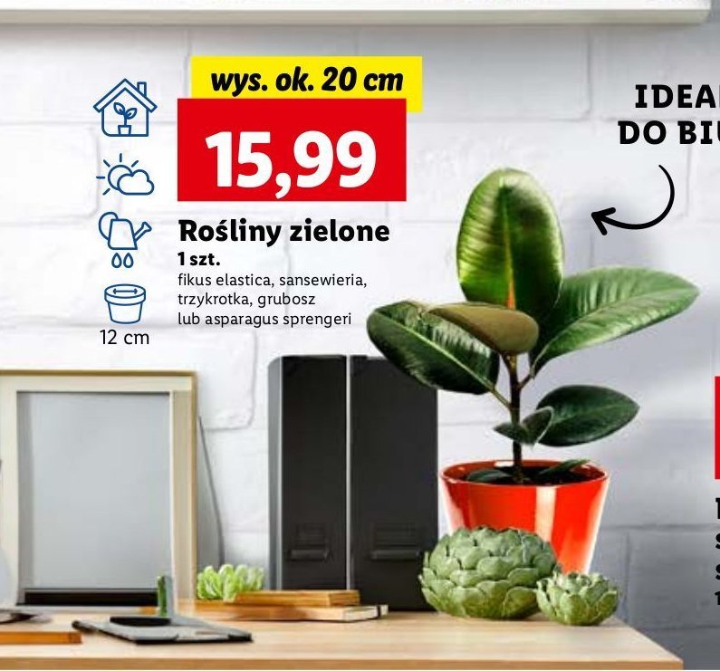 Trzykrotka don. 12 cm promocja