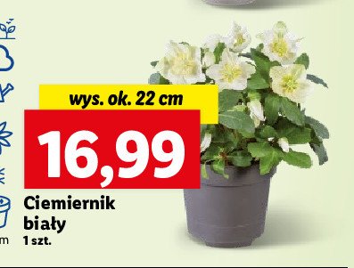 Ciemiernik biały promocja
